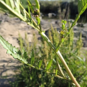 Rorippa palustris at Paddys River, ACT - 10 Dec 2016 06:52 PM