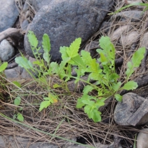 Rorippa palustris at Greenway, ACT - 21 Nov 2016