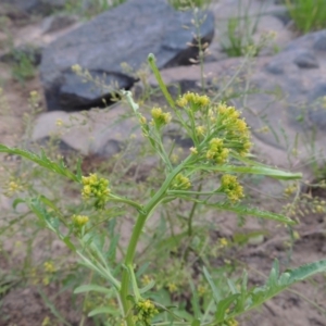 Rorippa palustris at Paddys River, ACT - 21 Jan 2017 08:36 PM