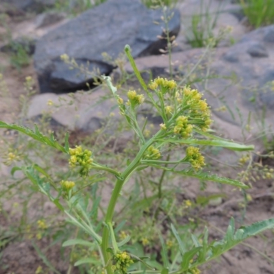 Rorippa palustris (Marsh Watercress) at Paddys River, ACT - 21 Jan 2017 by MichaelBedingfield