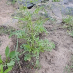 Rorippa palustris at Paddys River, ACT - 21 Jan 2017 08:36 PM