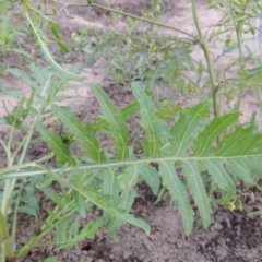 Rorippa palustris at Paddys River, ACT - 21 Jan 2017 08:36 PM