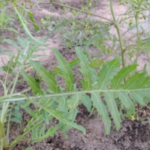 Rorippa palustris at Paddys River, ACT - 21 Jan 2017 08:36 PM