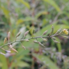 Rorippa palustris at Paddys River, ACT - 21 Jan 2017 08:36 PM