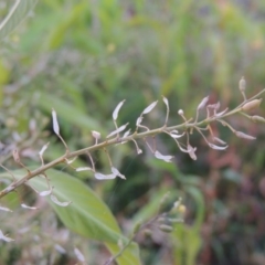 Rorippa palustris at Paddys River, ACT - 21 Jan 2017 08:36 PM