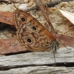 Geitoneura acantha (Ringed Xenica) at Tidbinbilla Nature Reserve - 31 Jan 2017 by JohnBundock