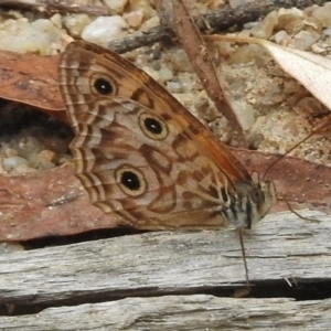 Geitoneura acantha at Paddys River, ACT - 31 Jan 2017 11:31 AM