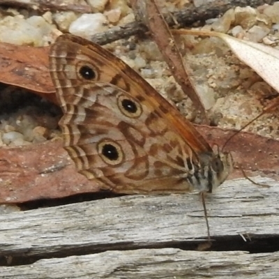 Geitoneura acantha (Ringed Xenica) at Tidbinbilla Nature Reserve - 31 Jan 2017 by JohnBundock