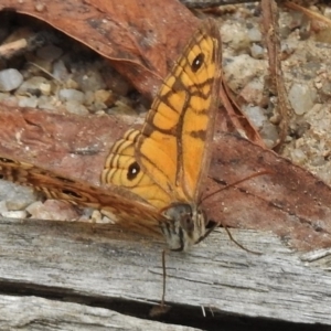 Geitoneura acantha at Paddys River, ACT - 31 Jan 2017 11:31 AM