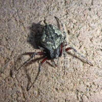 Hortophora sp. (genus) (Garden orb weaver) at Aranda, ACT - 24 Nov 2015 by JanetRussell