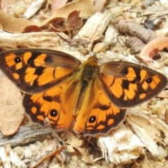 Heteronympha penelope (Shouldered Brown) at Tidbinbilla Nature Reserve - 31 Jan 2017 by JohnBundock