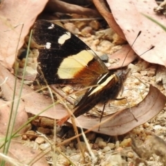 Vanessa itea (Yellow Admiral) at Tidbinbilla Nature Reserve - 31 Jan 2017 by JohnBundock