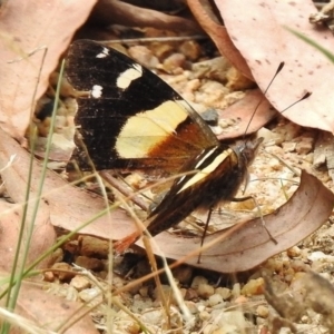 Vanessa itea at Paddys River, ACT - 31 Jan 2017