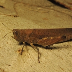 Goniaea opomaloides (Mimetic Gumleaf Grasshopper) at Paddys River, ACT - 26 Jan 2017 by MichaelBedingfield