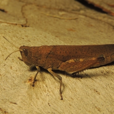 Goniaea opomaloides (Mimetic Gumleaf Grasshopper) at Point Hut to Tharwa - 26 Jan 2017 by michaelb