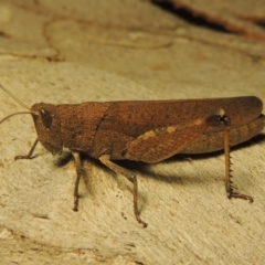 Goniaea opomaloides at Paddys River, ACT - 26 Jan 2017 11:37 PM