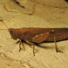 Goniaea opomaloides at Paddys River, ACT - 26 Jan 2017 11:37 PM