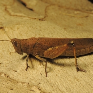 Goniaea opomaloides at Paddys River, ACT - 26 Jan 2017 11:37 PM