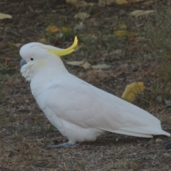 Cacatua galerita (Sulphur-crested Cockatoo) at Pollinator-friendly garden Conder - 10 May 2016 by michaelb