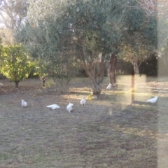 Cacatua galerita at Conder, ACT - 11 May 2016 09:09 AM