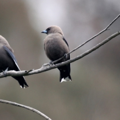 Artamus cyanopterus cyanopterus (Dusky Woodswallow) at Tennent, ACT - 21 Oct 2016 by Alison Milton