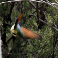 Merops ornatus (Rainbow Bee-eater) at Gigerline Nature Reserve - 21 Oct 2016 by AlisonMilton