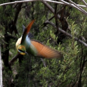 Merops ornatus at Paddys River, ACT - 22 Oct 2016