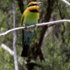 Merops ornatus at Paddys River, ACT - 22 Oct 2016