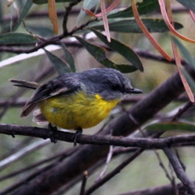 Eopsaltria australis (Eastern Yellow Robin) at Gigerline Nature Reserve - 21 Oct 2016 by Alison Milton