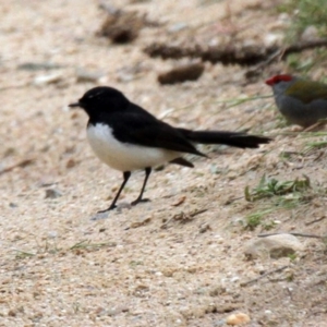 Rhipidura leucophrys at Paddys River, ACT - 22 Oct 2016