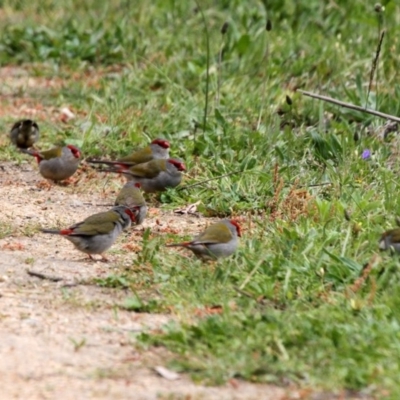 Neochmia temporalis (Red-browed Finch) at Paddys River, ACT - 22 Oct 2016 by AlisonMilton