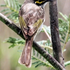 Caligavis chrysops (Yellow-faced Honeyeater) at Tennent, ACT - 22 Oct 2016 by AlisonMilton