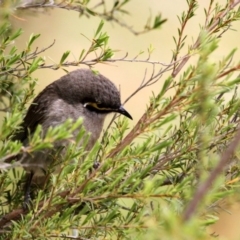 Caligavis chrysops at Tennent, ACT - 22 Oct 2016 09:58 AM