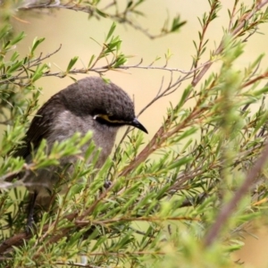 Caligavis chrysops at Tennent, ACT - 22 Oct 2016 09:58 AM