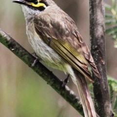 Caligavis chrysops at Tennent, ACT - 22 Oct 2016