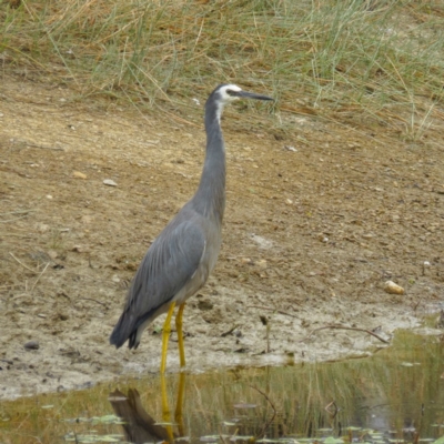 Egretta novaehollandiae (White-faced Heron) at Mulligans Flat - 31 Jan 2017 by CedricBear