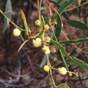 Acacia penninervis var. penninervis at Mount Taylor - 1 Feb 2017