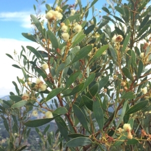 Acacia penninervis var. penninervis at Mount Taylor - 1 Feb 2017 02:53 PM