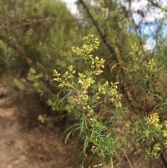 Acacia penninervis var. penninervis at Mount Taylor - 1 Feb 2017 02:53 PM