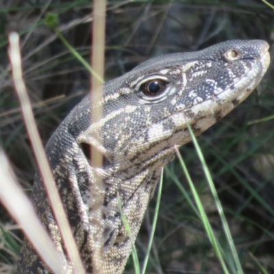 Varanus rosenbergi (Heath or Rosenberg's Monitor) at Booth, ACT - 29 Dec 2015 by OllieOrgill