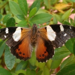 Vanessa itea at Isabella Plains, ACT - 1 Feb 2017