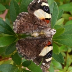 Vanessa itea at Isabella Plains, ACT - 1 Feb 2017