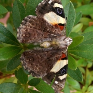 Vanessa itea at Isabella Plains, ACT - 1 Feb 2017