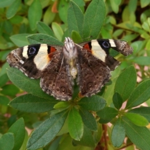 Vanessa itea at Isabella Plains, ACT - 1 Feb 2017