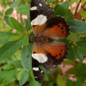 Vanessa itea at Isabella Plains, ACT - 1 Feb 2017