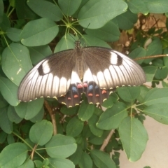 Papilio aegeus (Orchard Swallowtail, Large Citrus Butterfly) at Isabella Plains, ACT - 30 Jan 2017 by Laurie