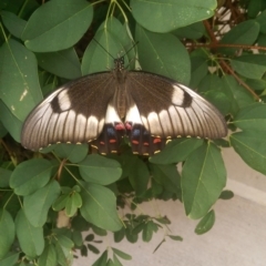Papilio aegeus at Isabella Plains, ACT - 31 Jan 2017