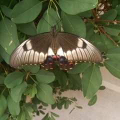 Papilio aegeus at Isabella Plains, ACT - 31 Jan 2017 10:59 AM