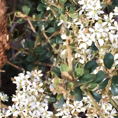 Bursaria spinosa (Native Blackthorn, Sweet Bursaria) at Mount Taylor - 1 Feb 2017 by George