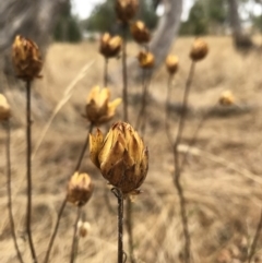 Xerochrysum viscosum (Sticky Everlasting) at Mount Majura - 31 Jan 2017 by AaronClausen